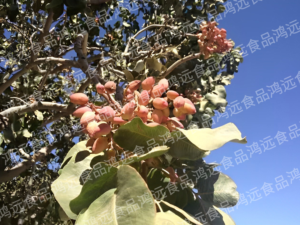 巴旦木(mù)基地(dì)